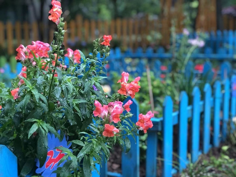 “一米花园”一隅。