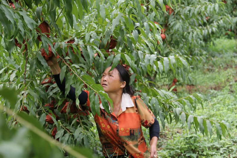 工人們正在採摘黃桃。
