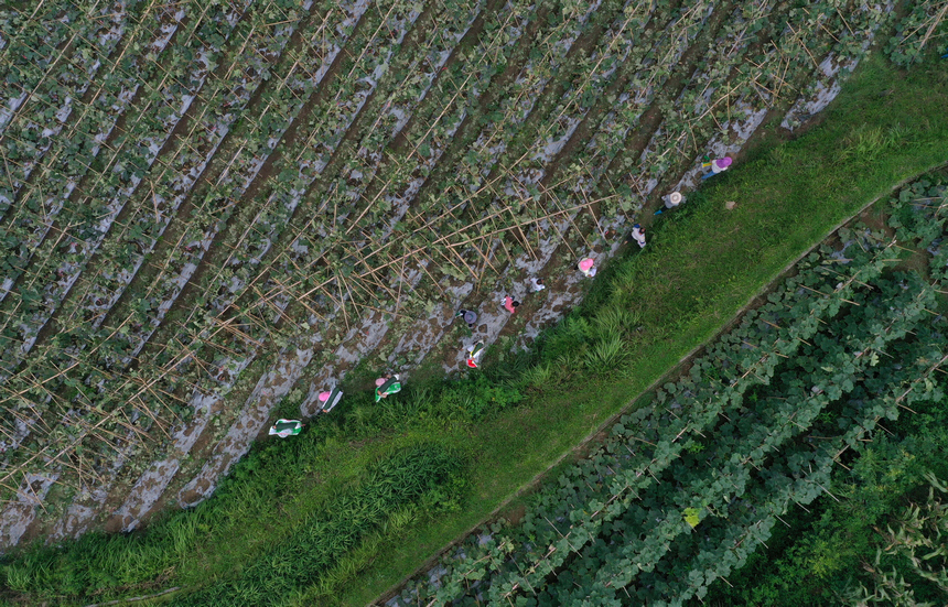 8月3日，村民搬运收获的冬瓜（无人机照片）。