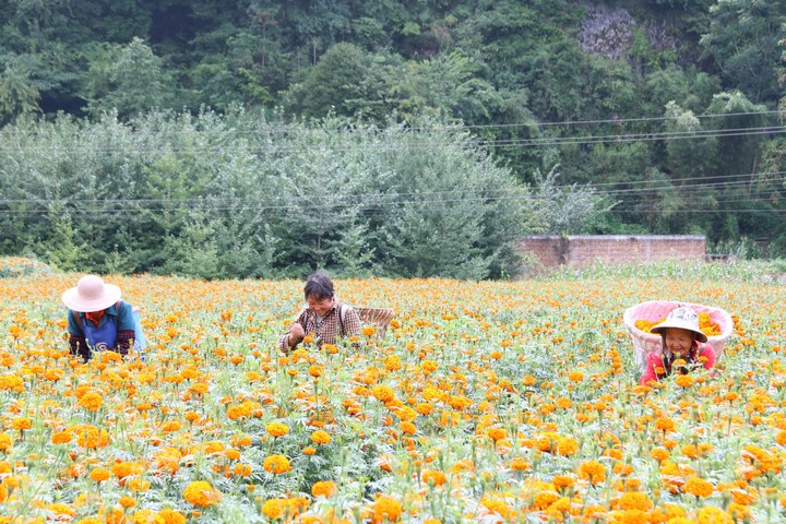 贵州纳雍：万寿菊开出“致富”花(图4)