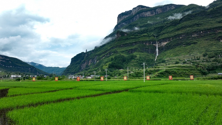 桐梓县狮溪镇黄坪村水稻基地。