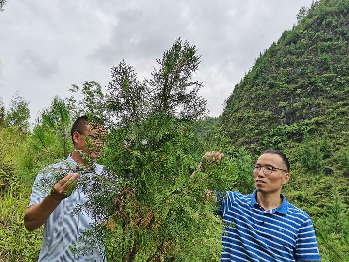 项目施工方和该村“两委”正组织护林员察看柏树苗长势。 杨再成摄