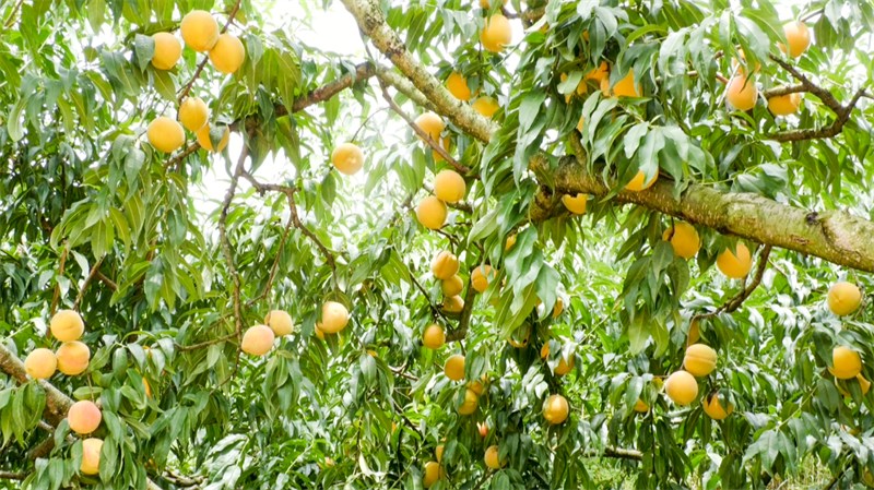 成熟的黄桃挂满枝头。