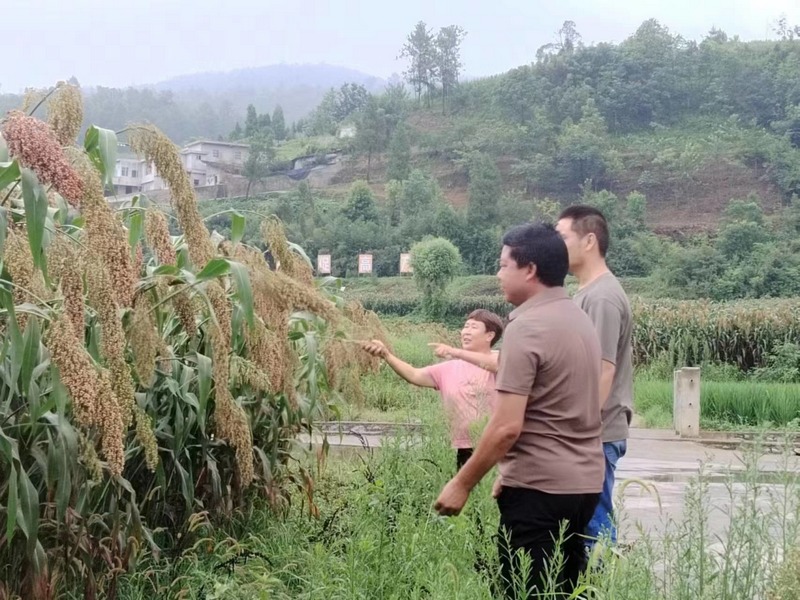 群众正在检查高粱长势.jpg
