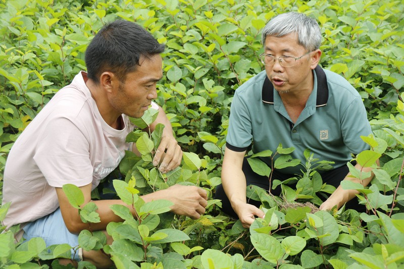 梁玉勇教授对中药材种植负责人石明红进行种植培训，并提出建议。