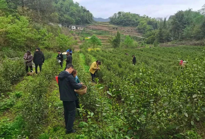 图为贵州银行支持的农业现代化茶叶产业项目基地。