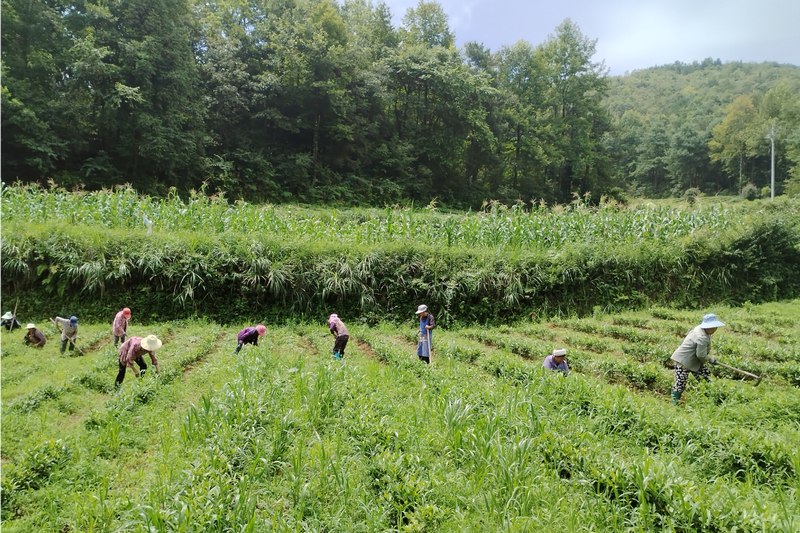 当地村民正抢抓时节，积极开展夏季茶园除草、修剪、清沟等管护工作。.jpg