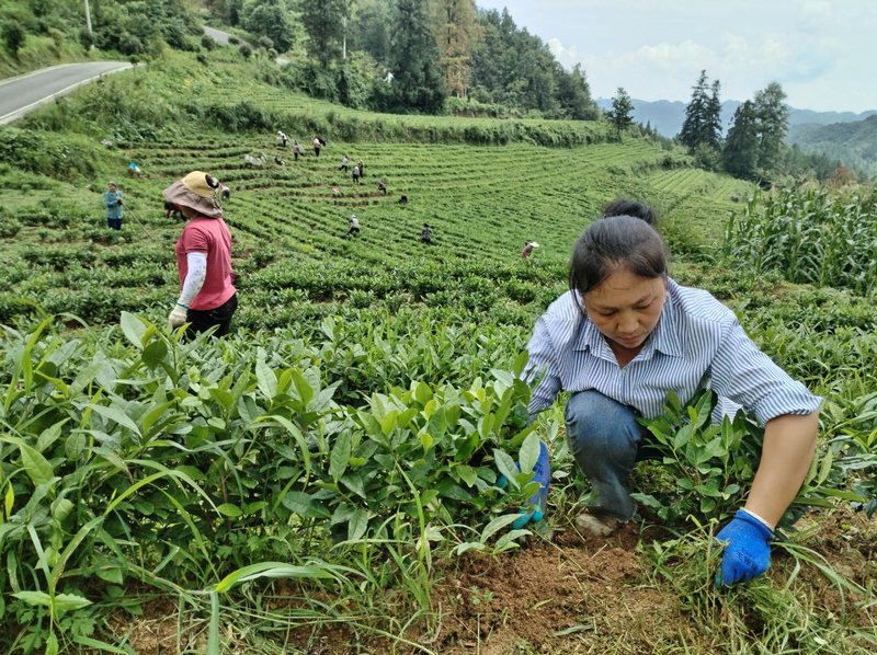 当地村民正抢抓时节，积极开展夏季茶园除草、修剪、清沟等管护工作。2.jpg