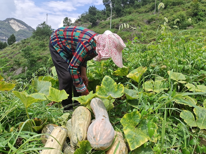 村民正在采摘南瓜。