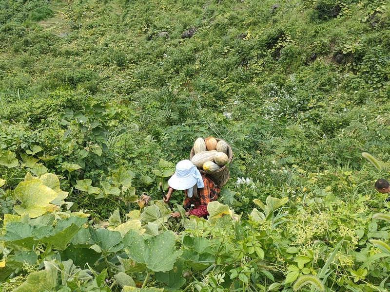村民正在运输南瓜。