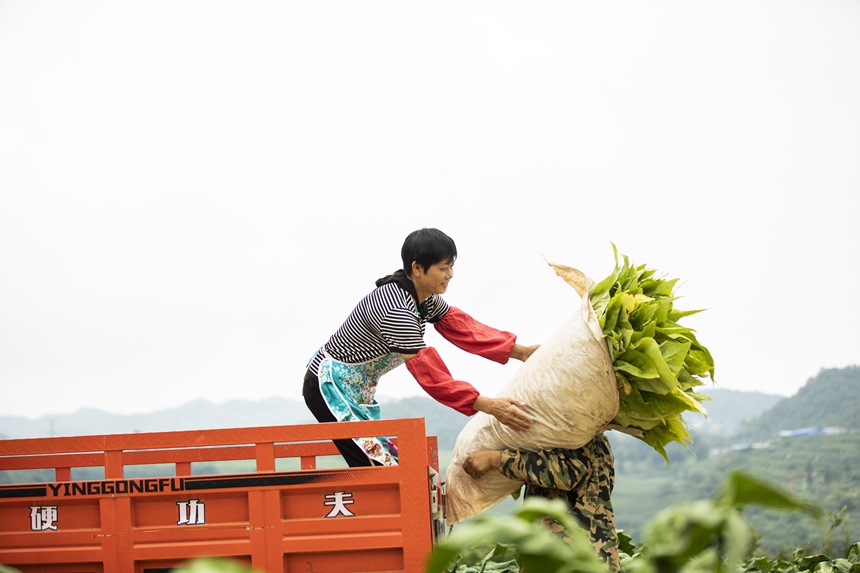 烟农忙采收。任洪摄  