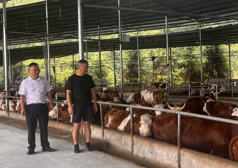 該行工作人員在某肉牛養殖基地開展盡職調查。