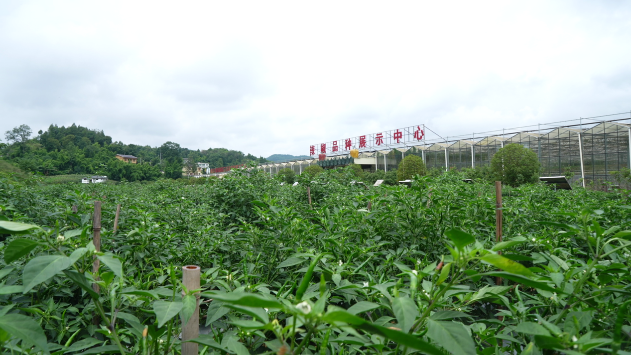 遵义市辣椒品种展示中心。