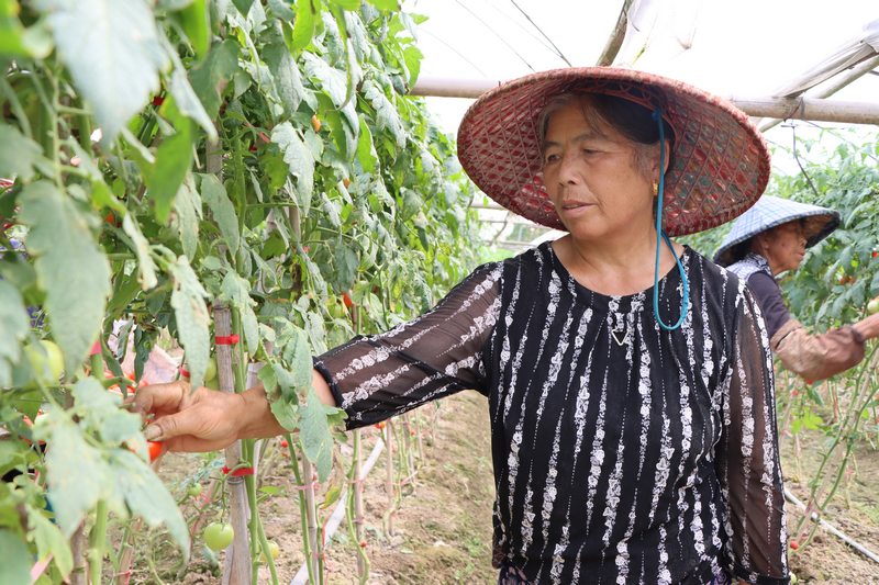 村民检查西红柿长势。
