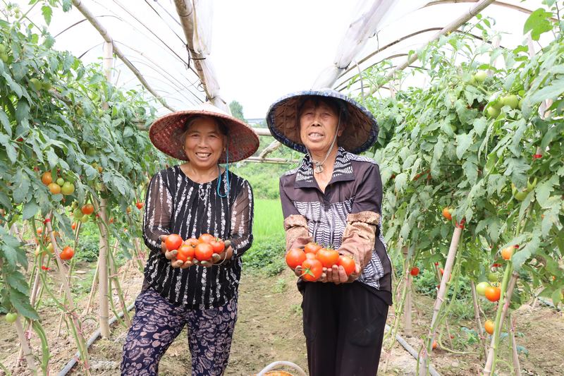 村民手捧成熟的西红柿，喜获丰收。