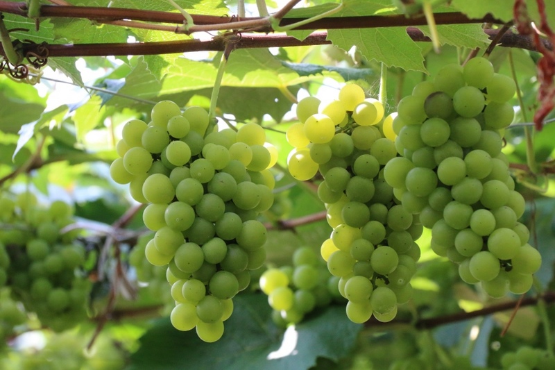 一串串颗粒饱满的葡萄在阳光下晶莹透亮，微风拂过，满园的葡萄清香沁人心脾。