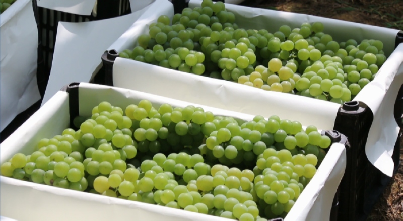 一箱箱成熟的葡萄。