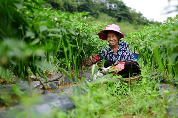 村民採摘辣椒。