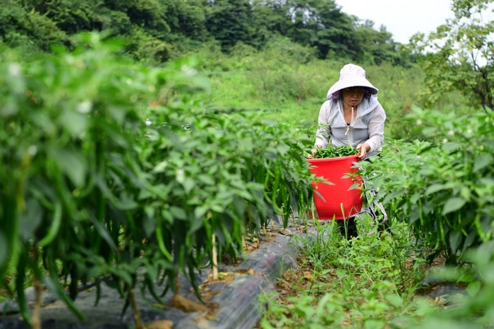 在基地務工的村民正在採摘辣椒。