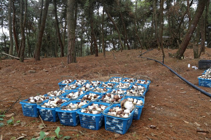 白云区林下赤松茸喜丰收。贵阳市林业局供图