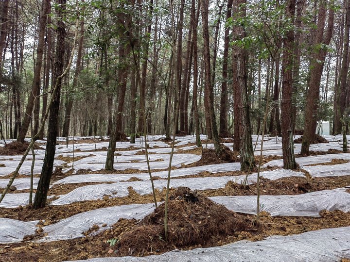 开阳冯三镇林下红托竹荪种植现场。贵阳市林业局供图