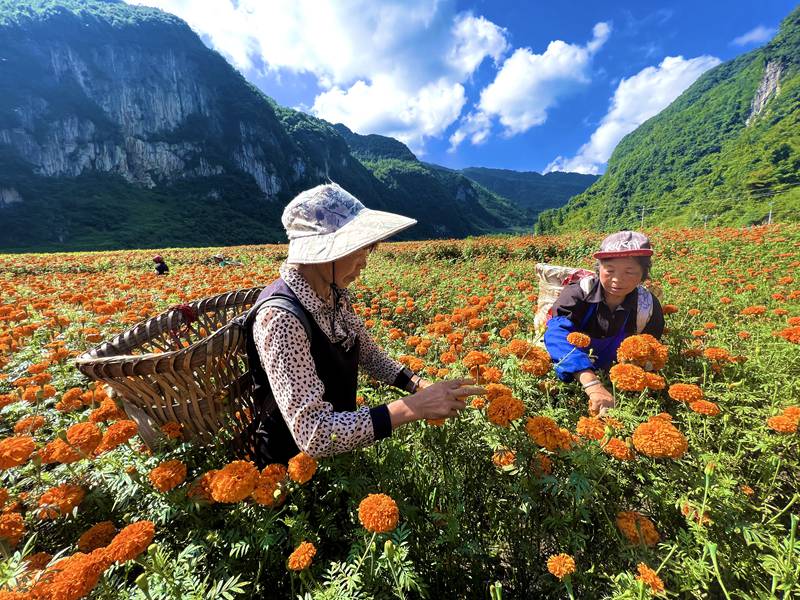 务工群众正采摘万寿菊。