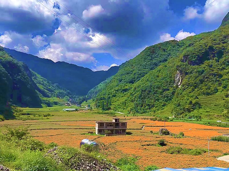 远看万寿菊基地,满地金黄。