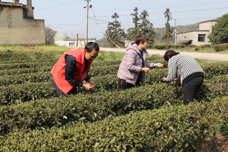 金沙县茶园镇党员志愿者帮助群众采摘茶青。