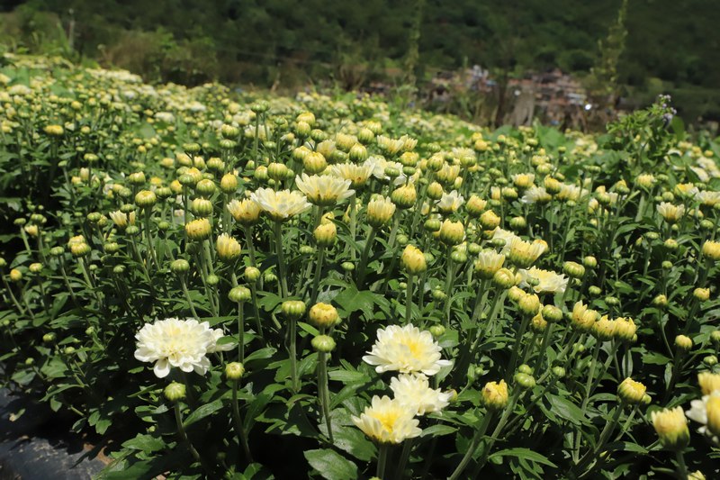菊花竞绽放.JPG