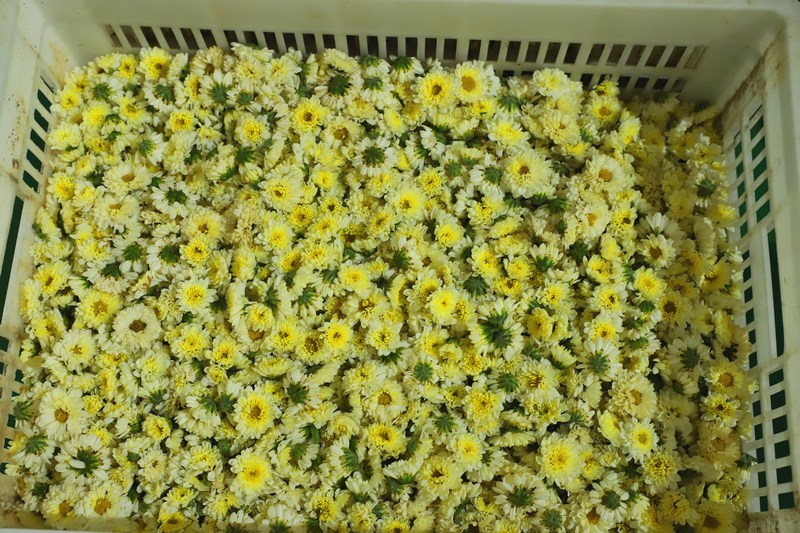 满眶菊花芬芳艳丽.JPG