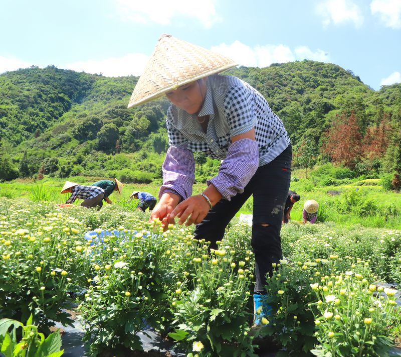 群众采摘菊花.JPG