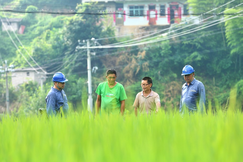 在黔东南州丹寨县兴仁镇龙坡村，南方电网工作人员深入田间地头，对抗旱安全用电进行巡视排查。蒙万刚摄