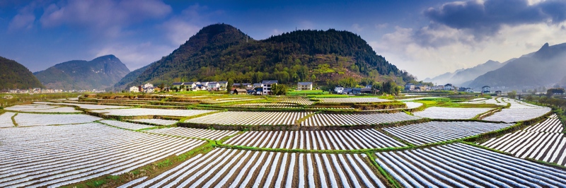 遵義市綏陽縣萬畝煙地起壟蓋膜。貴州省煙草專賣局供圖.jpg