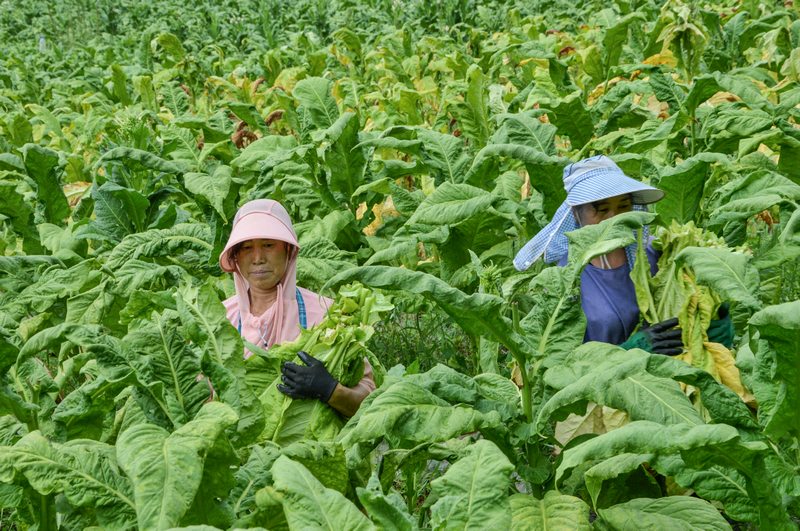 贵州省金沙县沙土镇天星烤烟种植户正在采收烟叶并转运。刘有飞摄