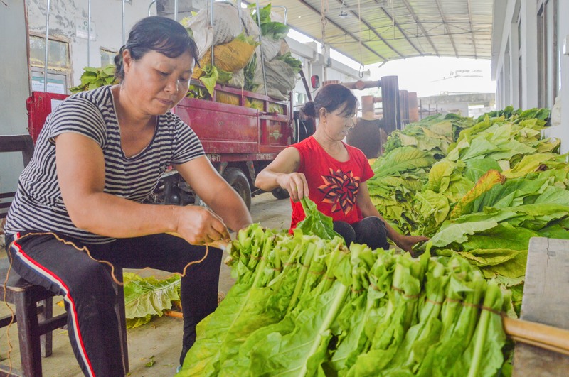 贵州省金沙县沙土镇天星烤烟种植户正在将烟叶编织在一起。刘有飞摄