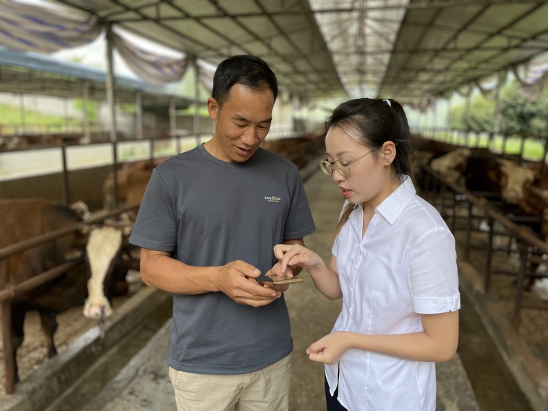 走访肉牛养殖户 (工行贵州遵义正安支行供图) (3).jpg