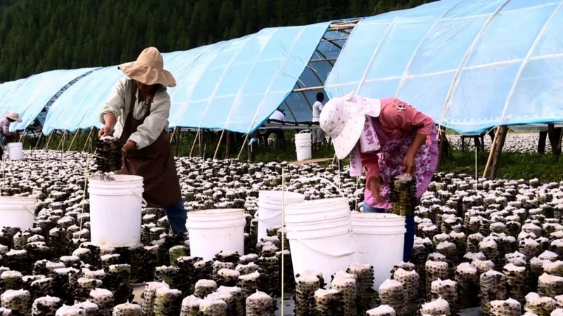 務工群眾將木耳從菌棒上採摘下來放入筐中。.jpg