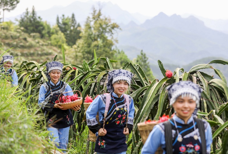 2023年8月16日，布依少女在贵州省黔南布依族苗族自治州罗甸县龙坪镇六一村火龙果种植基地采收火龙果。