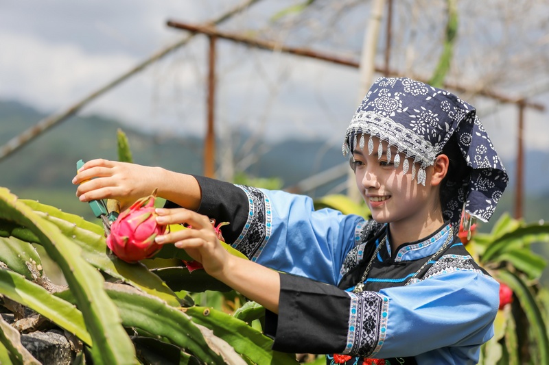 2023年8月16日，布依少女在贵州省黔南布依族苗族自治州罗甸县龙坪镇六一村火龙果种植基地采收火龙果。