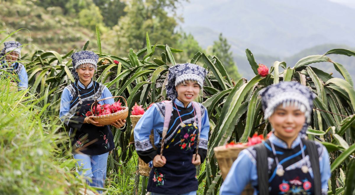 布依少女在贵州省黔南布依族苗族自治州罗甸县龙坪镇六一村火龙果种植基地采收火龙果。