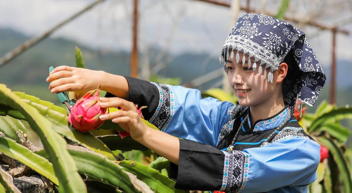 布依少女在贵州省黔南布依族苗族自治州罗甸县龙坪镇六一村火龙果种植基地采收火龙果。