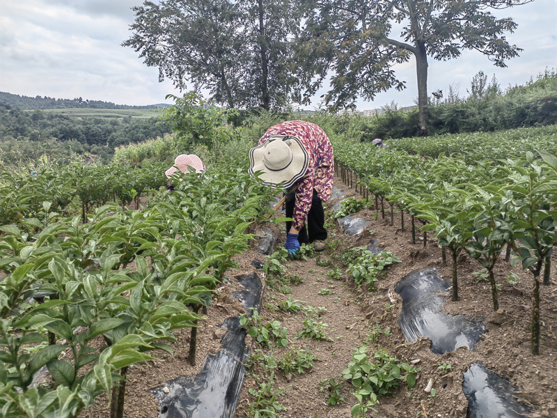 8月17日，在赫章县松林坡乡红砖村，务工人员在魔芋基地锄草。周丽娜摄