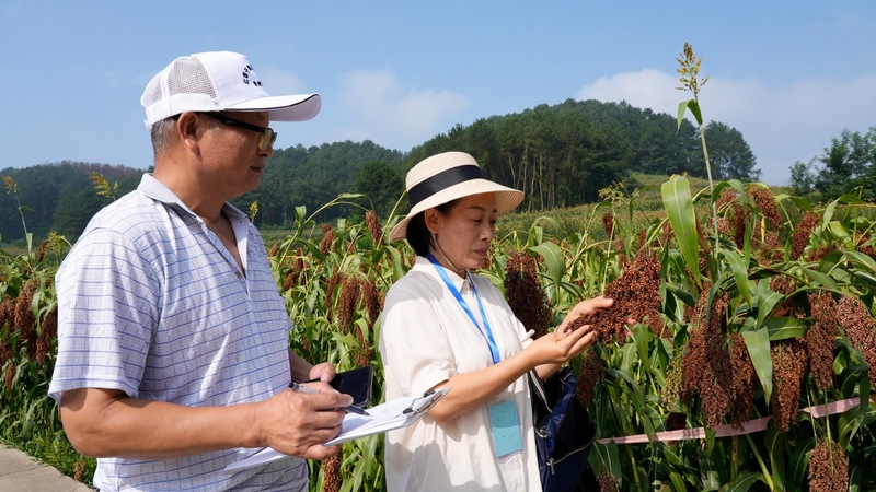 清鎮市種植也服務中心農技人員正在對上水村紅纓子高粱進行測產驗收（2）.jpg