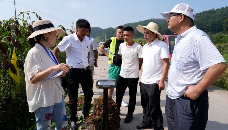 清镇市种植也服务中心农技人员正在对上水村红缨子高粱进行测产验收.jpg