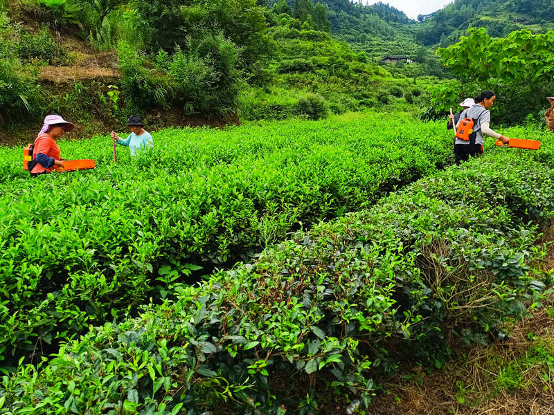 大坝场镇茶园。