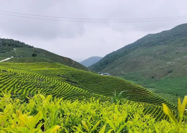 翟家坝村的千亩白茶园。