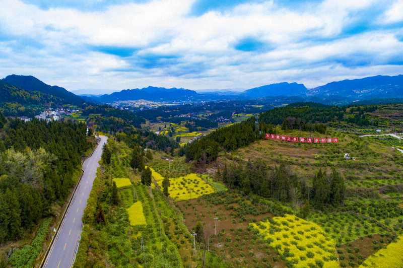 G211線板橋鎮萬畝蜜柚。