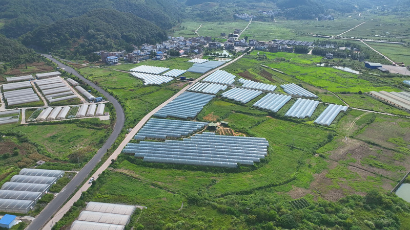 阳光玫瑰种植基地。