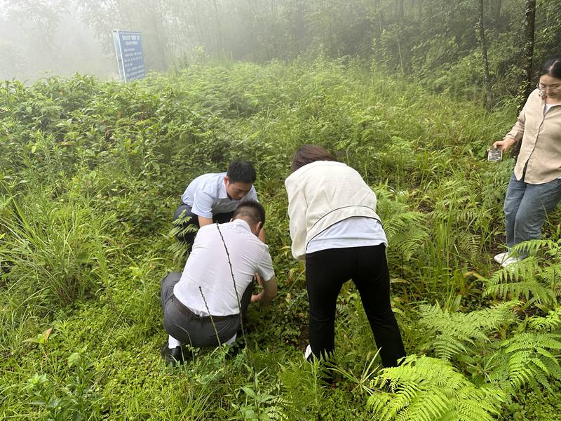 图为工行兴义兴仁支行客户经理上门查看白芨长势情况，对接企业融资需求。.