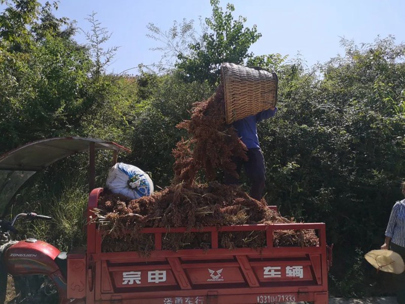 村民正在将高粱装车。